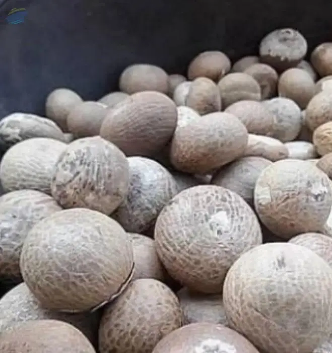 Betel Nuts