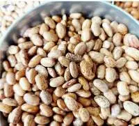 Pinto Beans