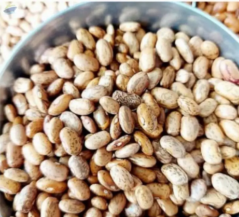 Pinto Beans