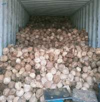 Fresh Mature Coconut
