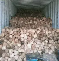Fresh Mature Coconut