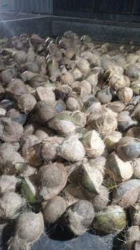 Fresh Nature Coconut