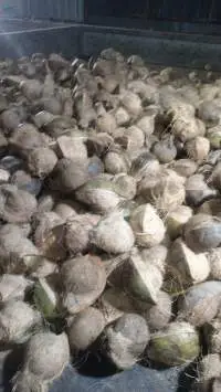 Fresh Nature Coconut
