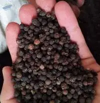 Black Pepper