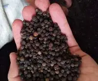 Black Pepper