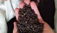 Black Pepper