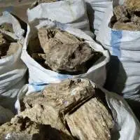 Gum Copal
