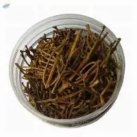 Clove Stem