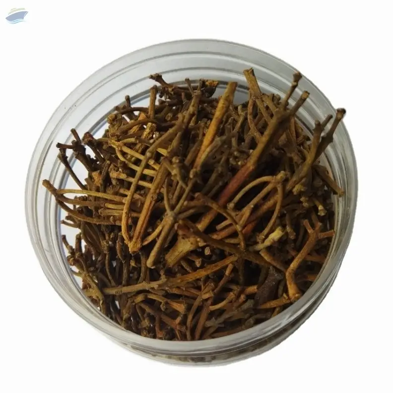 Clove Stem