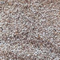 Standard Natural White Sesame Seeds