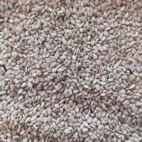 Standard Natural White Sesame Seeds