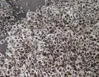 Moringa Seeds