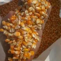 Maize
