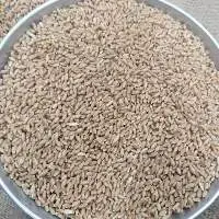 Wheat