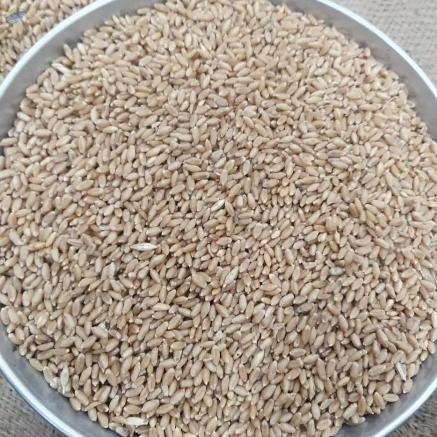 Wheat