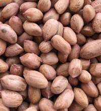 Groundnut