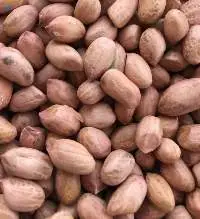 Groundnut