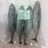 Premium Frozen Baby Tuna Fish for Seafood