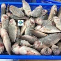 Premium Frozen Climbing Perch Koi Fish Bulk
