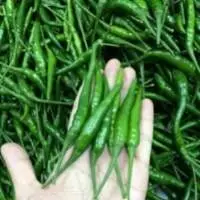 Premium Fresh Green Chilli for Bulk Export