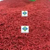 Premium Fresh Red Chili for Export