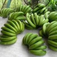 Fresh Green Cavendish Bananas Bulk Export