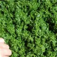 Premium Frozen Cassava Leaves for Export