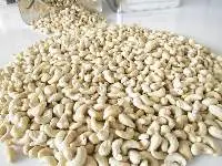 Cashew WW240
