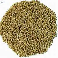 Organic Sorghum Seeds