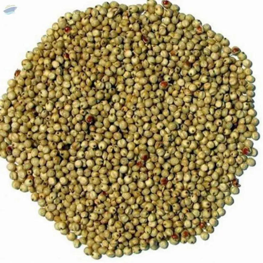 Organic Sorghum Seeds