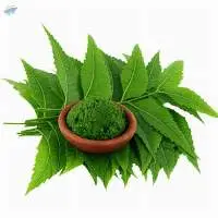Organic Neem Leaves Powder