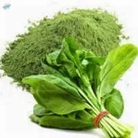 Spinach Palakh Powder