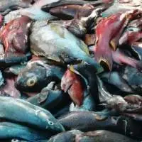 Coral Trout Fish, Red Snappers