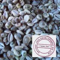 White Cowrie