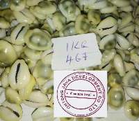 Yellow Cowrie