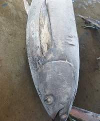 Frozen Tuna