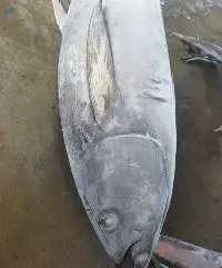 Frozen Tuna