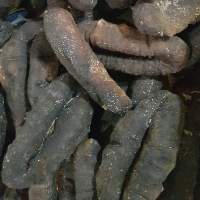 Dried Whiteteat Skinoff