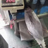 Frozen RR Yellowfin Tuna Fish