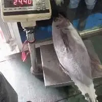 Frozen RR Yellowfin Tuna Fish
