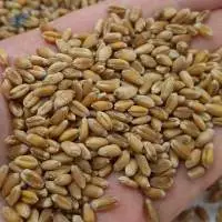 Bake Wheat
