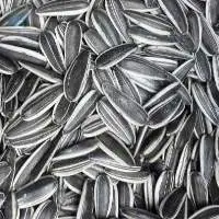 Striped Sunflower Seeds, Jaguar Type