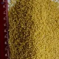Yellow Millet