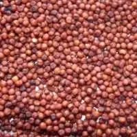 Red Millet