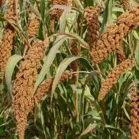 Foxtail Millet