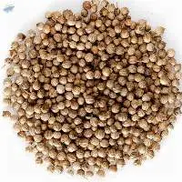 Coriander Whole Seeds