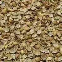 Coriander Split Seeds