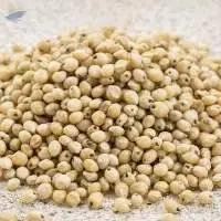 White Sorghum