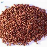 Red Sorghum
