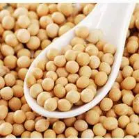Soybean Seeds